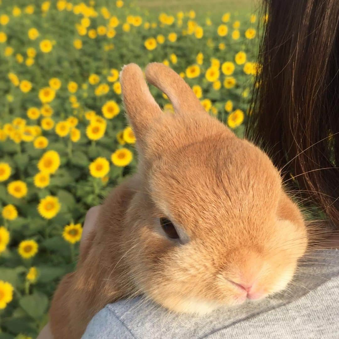 ?まるるさんのインスタグラム写真 - (?まるるInstagram)「* * ベストナインやりたかったけど 2020年は投稿0だったので ベストセブンを🐰 * * 皆様良いお年を〜💕 * * #うさぎ#ネザーランドドワーフ#ふわもこ部#rabbit#lapin#cutepetclub#WeeklyFluff #bunnystagram#rabbitstagram#instapet #20201231」12月31日 21時40分 - pupupopo_