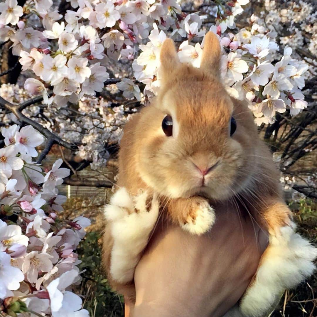 ?まるるさんのインスタグラム写真 - (?まるるInstagram)「* * ベストナインやりたかったけど 2020年は投稿0だったので ベストセブンを🐰 * * 皆様良いお年を〜💕 * * #うさぎ#ネザーランドドワーフ#ふわもこ部#rabbit#lapin#cutepetclub#WeeklyFluff #bunnystagram#rabbitstagram#instapet #20201231」12月31日 21時40分 - pupupopo_