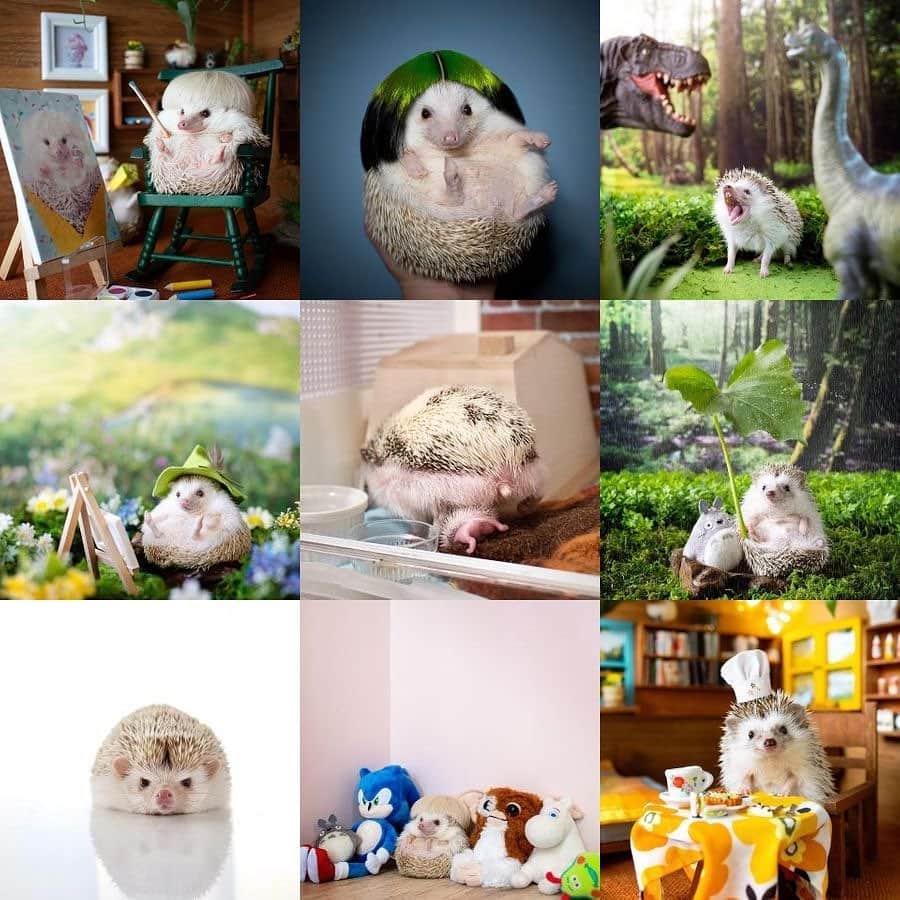 ダーシーのインスタグラム：「Top 9 photos of 2020‼️ Enjoy the rest of your year😊🦔✨  「こんな事本当に起こるんだ」っていう一年でしたが、改めて平和で健康である事のありがたみを感じました🙏🏻✨ こんなご時世だからこそ出来ること‼️ 来年もハリちゃん達と癒し合いながら、そして皆さまと助け合いながら過ごしていければと思います😊🦔✨ あと数時間ですが皆さま良いお年を〜‼️」