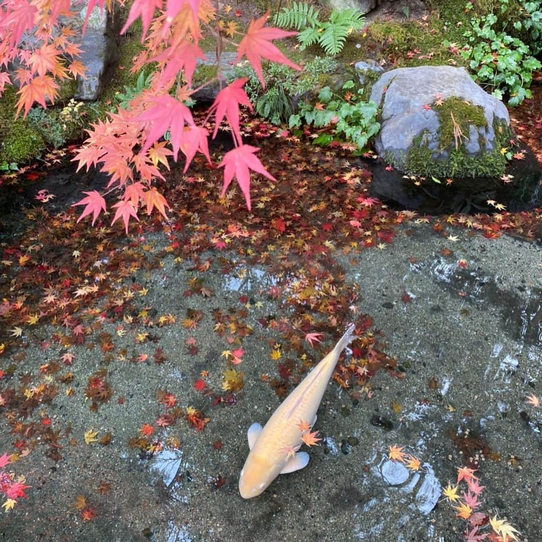 中川真依さんのインスタグラム写真 - (中川真依Instagram)「. 2020年ももう終わり。 今年は誰も予想出来なかった年になりましたが、家族みんなが元気に過ごせたことに感謝です☺️🧡 . 素敵な出会いや、楽しい時間もたくさんあった2020年。 今年もありがとうございました😊💓✨✨ . 皆様、良いお年をお迎えください🎍✨ #大晦日 #あっという間の1年  #楽しかったな #来年もよろしくお願いします」12月31日 22時16分 - maimai.47