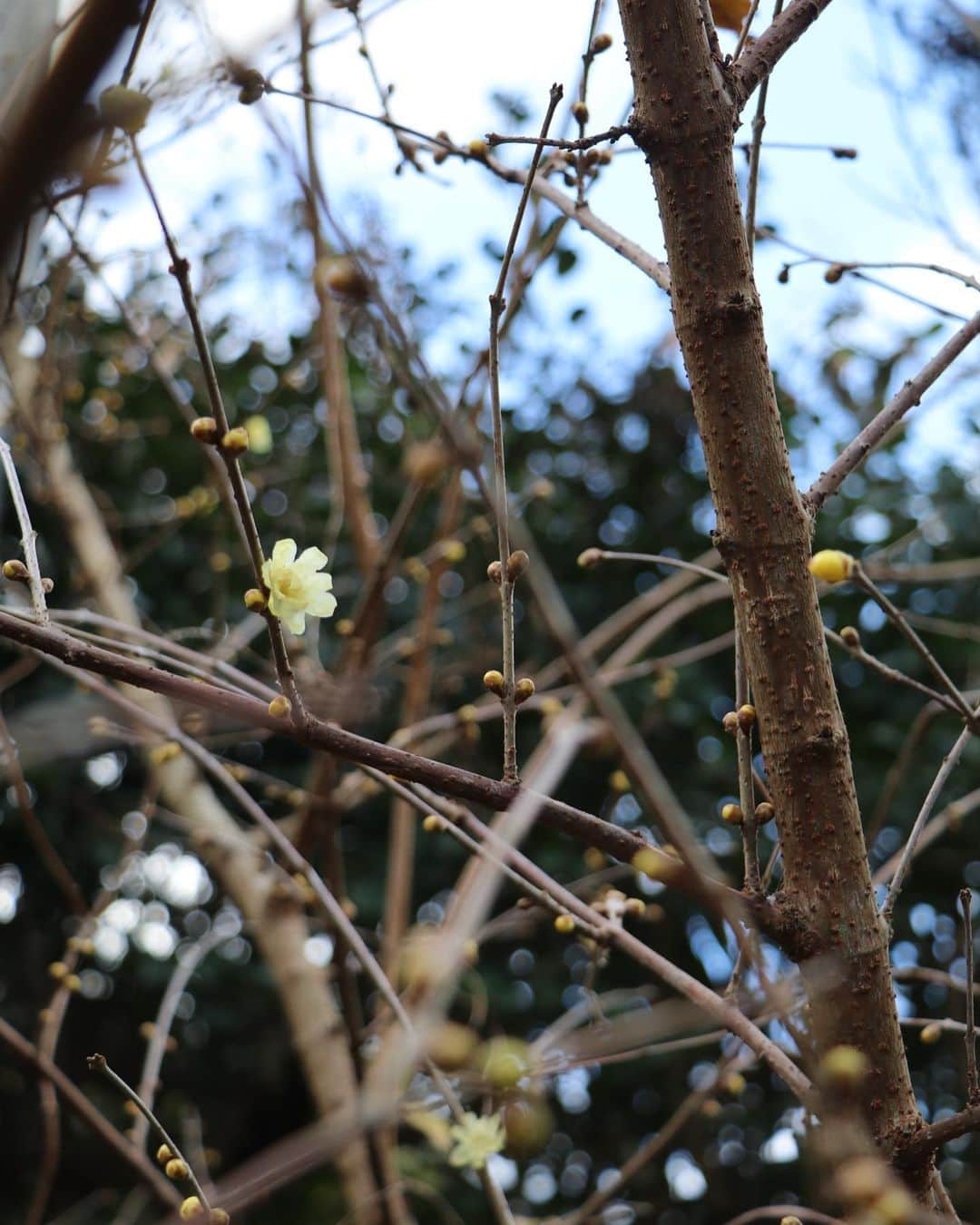komugiさんのインスタグラム写真 - (komugiInstagram)「2020.12.31 . 実家の蝋梅の花がようやく開き、 いつかやってくる花の季節を思いつつ 大晦日を迎えました。 . まだ台所にこもりお節を作っています。 年神様を迎えるまでに あと幾品用意出来るのでしょう。 . うまく事が流れないご時世でも 新鮮な毎日を迎えられました。 ご縁を繋いで下さった皆さまに、 いつも励まされています。 今年も皆さまの門に、 多くの幸せが訪れますよう お祈りいたします。 . 佳いお年をお迎え下さい。 . #お節 #鏡餅」12月31日 22時29分 - komugi3955