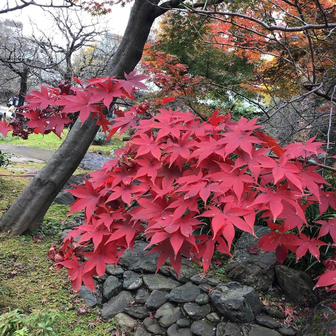 宮崎文子さんのインスタグラム写真 - (宮崎文子Instagram)「9月 ナレーション まったくフリーの仕事が滞ってしまってた中いただいた仕事  ありがたや！  10月 横浜中華街にて。  コロナでお客さんがこられないなか一つでも笑顔をと作ってるパティシエが懸命に作っていました。 笑顔が素敵な可愛いお嬢さんでした。ぜひ食べに行ってください❣️  11月 @イオン コロナで子どもレストランスペースもアクリル板。 人が出られてその上で行われる企業努力をまざまざと感じる日々でした  12月 実はこっそりめざましにも出演した12月。  たくさん取材に行って、時たまyahooにものりまして 色々食べました。 一番こころに残ったのはアンダーズ東京のシェフの一言「パティシエはみんな人を笑顔にしたいって気持ちでお菓子を作っていて今年はなかなか出来なかった、だから来年はもっと頑張るんです」  じんわり泣きそうになりました。  https://www.youtube.com/watch?v=AOCC0GOPjdQ&list=PLIrmf4QpnGTlmdX7x1iXq8HYOar_KMOoc&index=1  明日から食べられます。 ぜひ。」12月31日 22時22分 - fumiko.miyazaki29