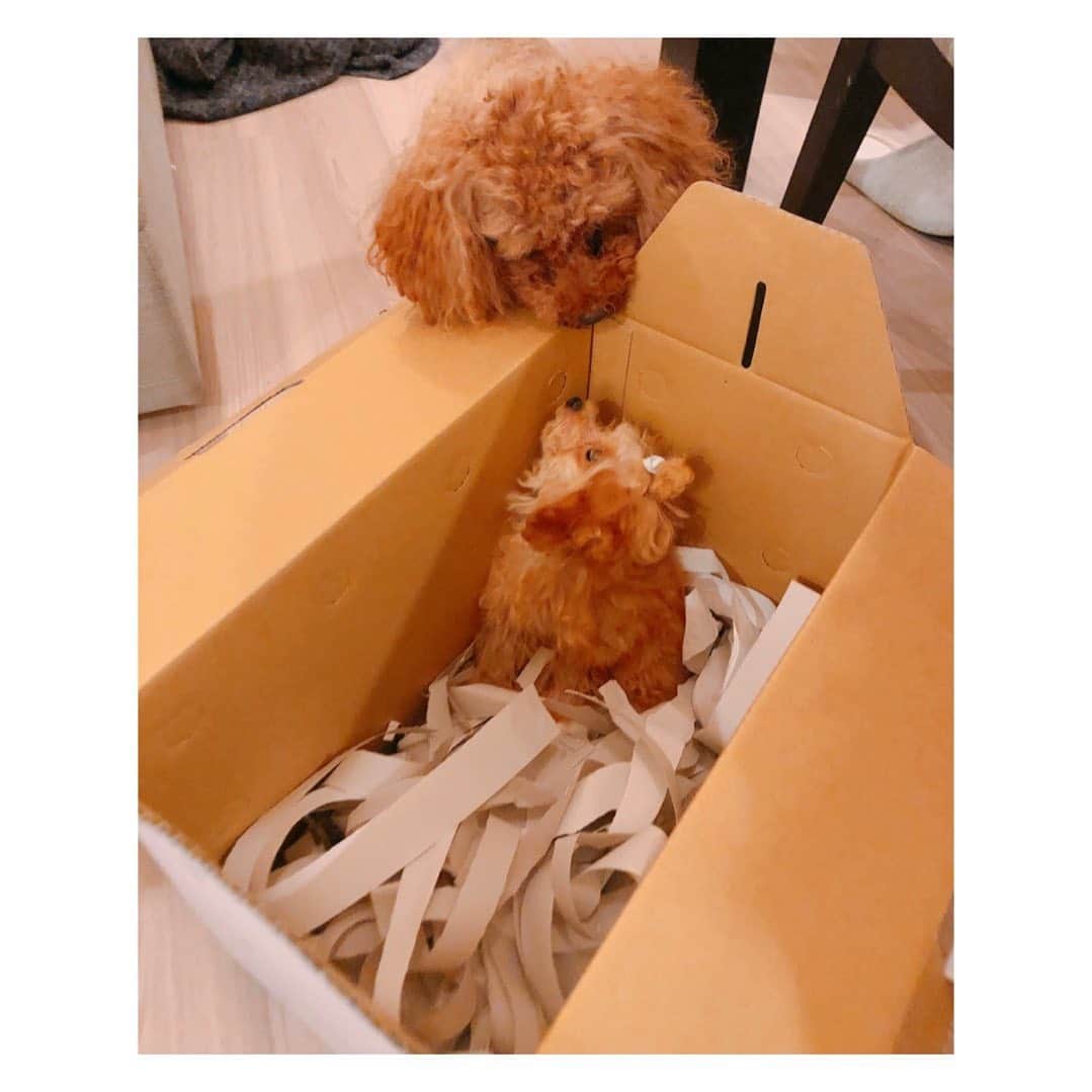 植田早紀のインスタグラム：「今年も一年 ありがとうございました🎍✨  2020年も残り僅かとなりました。今年は想像もしていなかった大変な一年でしたが、大切なものに気付かされた一年でした。 2021年は明るい一年になりますように。 どうぞ良いお年をお迎えください😊🥂✨  #2020 #2021」