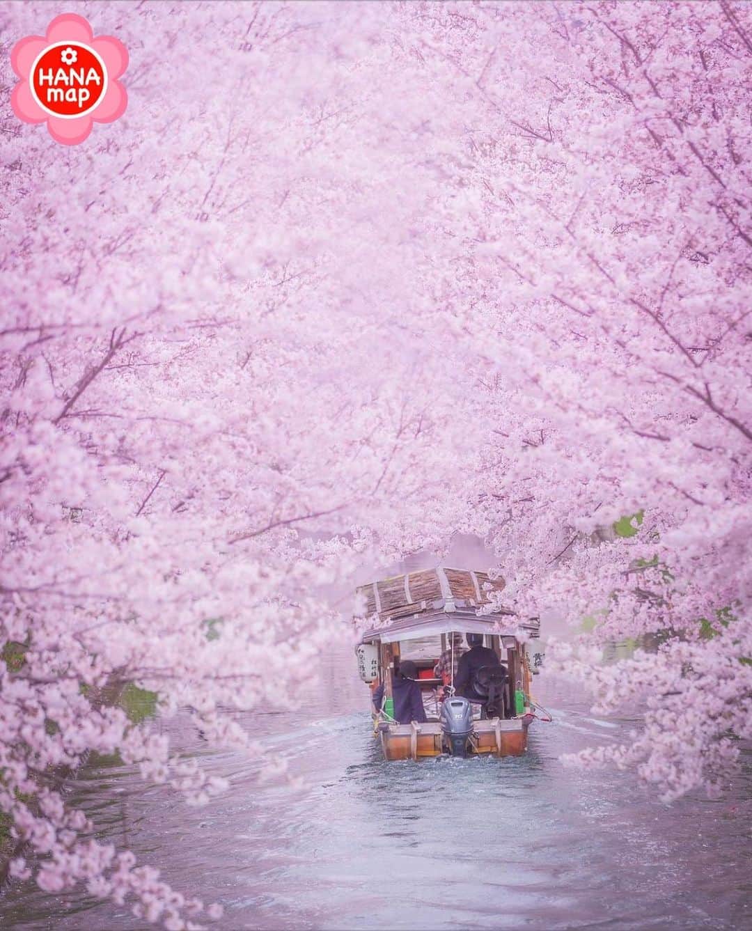 はなまっぷ❁日本の花風景さんのインスタグラム写真 - (はなまっぷ❁日本の花風景Instagram)「🌸🍺はなまっぷの忘年会2020🍺🌸 *  @anakichi0325 さんの  2020年のお花に花まるを💮 * 今年一年素敵なお花をたくさん ありがとうございました😊🌸💮 * 京都　#伏見十石舟 Fushimi,Kyoto. * 🌼•••🌹•••💠•••🌷•••🌸•••🌺 * 💮良いお年をお迎えください💮 * #はなまっぷ * 🌼•••🌹•••💠•••🌷•••🌸•••🌺 * #日本#花#桜」12月31日 22時47分 - hanamap