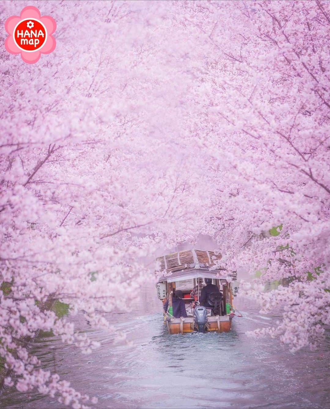 はなまっぷ❁日本の花風景のインスタグラム