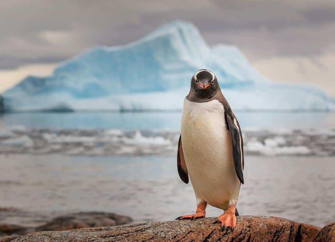 CANON USAさんのインスタグラム写真 - (CANON USAInstagram)「Patiently waiting for the final hours of 2020. #CaptionThis photo in the comments below! 🐧  📸 #Canon EOS 5D Mark II Lens: EF 70-200mm f/2.8L IS II USM + Extender EF 1.4x II」12月31日 22時39分 - canonusa