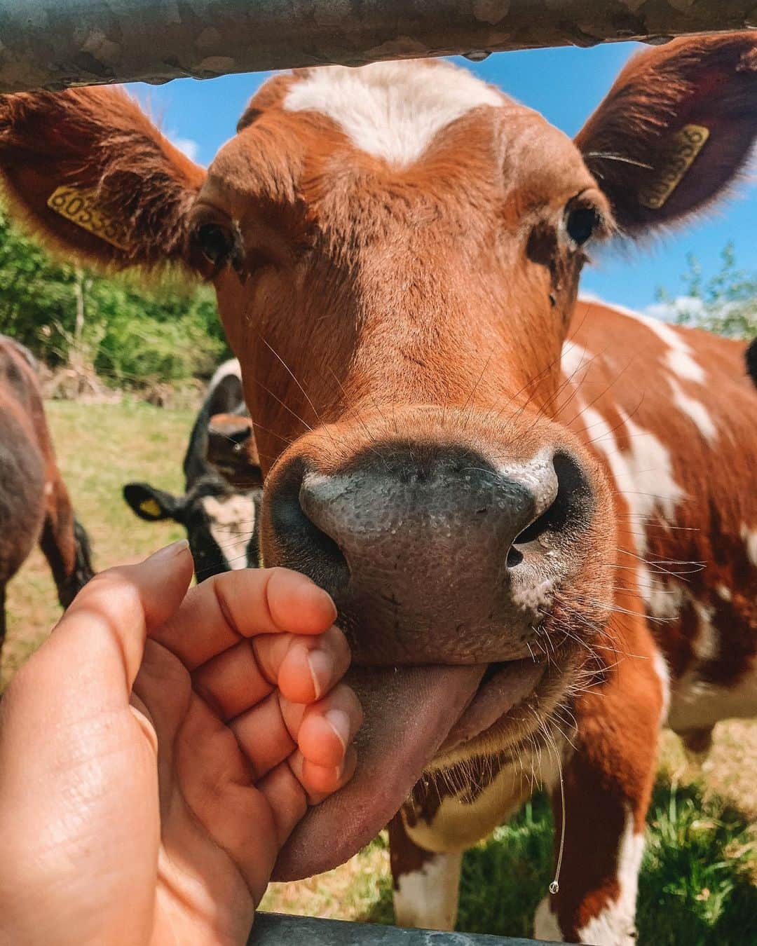 Zanna Van Dijkさんのインスタグラム写真 - (Zanna Van DijkInstagram)「Manifesting more cow cuddles and less COVID chaos in 2021 🐮 Swipe right for some serious cuteness ♥️ #cowcuddles #friendsnotfood #eatmoreplants」12月31日 23時02分 - zannavandijk