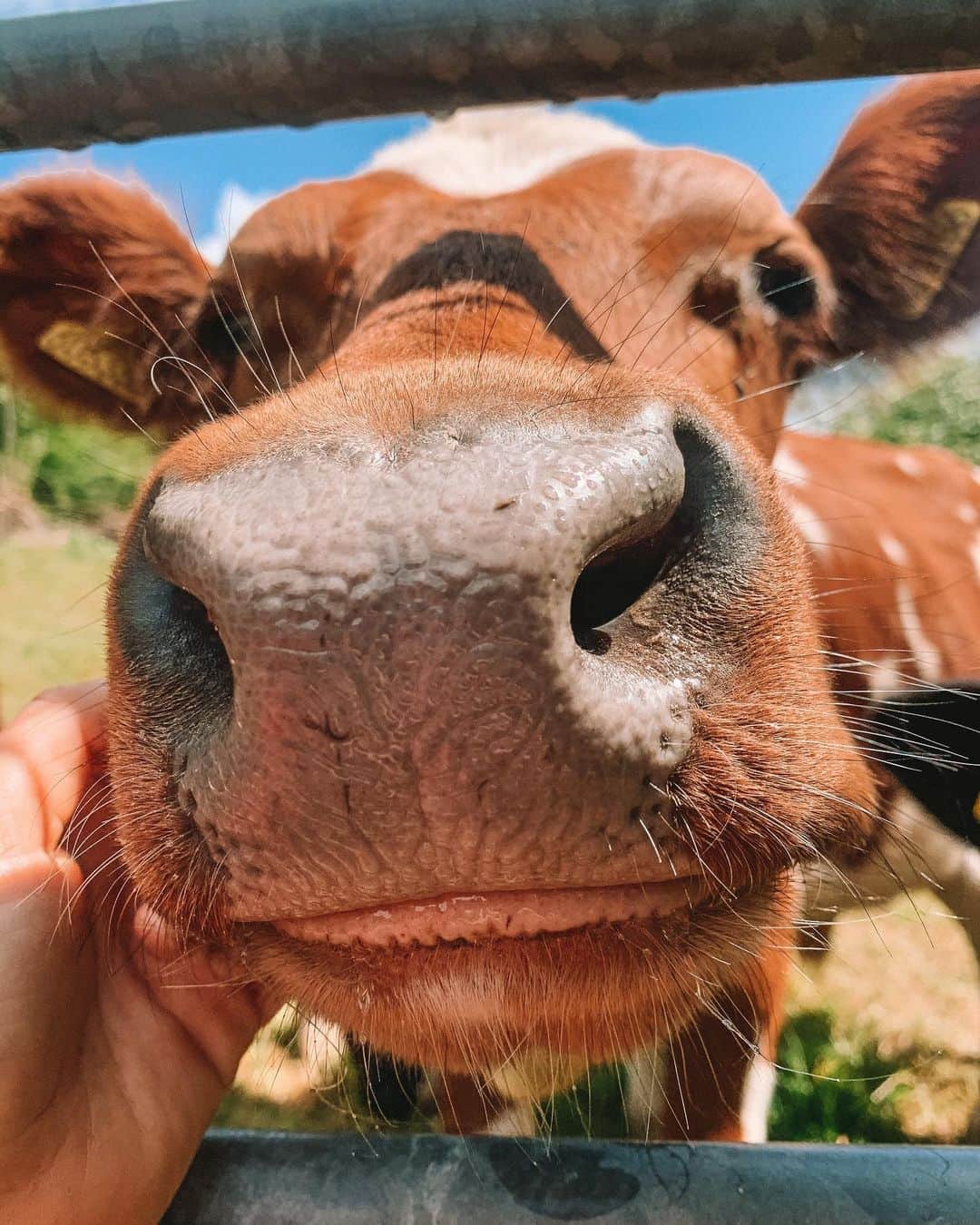 Zanna Van Dijkさんのインスタグラム写真 - (Zanna Van DijkInstagram)「Manifesting more cow cuddles and less COVID chaos in 2021 🐮 Swipe right for some serious cuteness ♥️ #cowcuddles #friendsnotfood #eatmoreplants」12月31日 23時02分 - zannavandijk