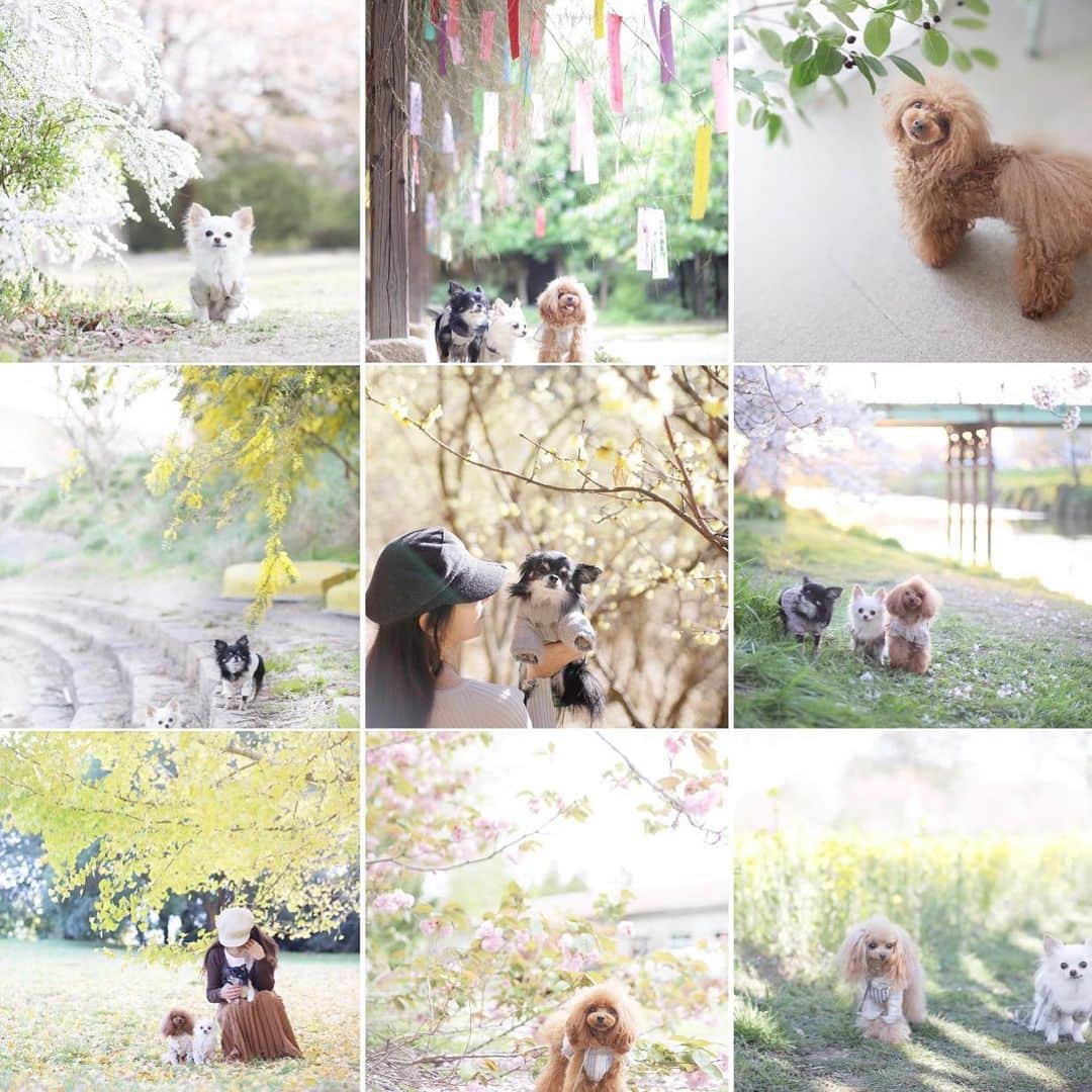 mamiのインスタグラム：「* ココのピンショットが入ってて嬉しかった♩ . 今年もありがとうございました♡ . . #オールドレンズ  #オールドレンズに恋をした #オールドレンズで繋がりたい #私が紡ぐ物語 #_lovely_weekend #whim_fluffy #ファインダー越しのわたしの世界 #写真好きな人と繋がりたい」