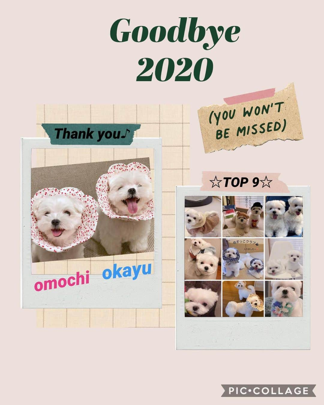 おかゆ & おもちのインスタグラム：「...🐶💓🐶💓💁🏻‍♀️💓🙋🏻‍♂️ . . 2020年も、いよいよ終わりますね。 滑り込み投稿です😆 . . 今年も大変お世話になり、ありがとうございました😊 . . いろんな事があった1年だったけど、このInstagramから、おかゆともっち、そして私たちは幸せをいっぱいいただきました💓💓 . . 来年も、みんなみんな元気で幸せな一年になりますように...✨✨ . . . .  ❤︎ . . . #maltese #malteseofinstagram #happydog #dogsmile #doglove #doglover #dogstagram #instadog #lovedogs #ilovemydog #cutedog #dogoftheday #말티즈 #馬爾濟斯 . #okayusan #マルチーズ #犬バカ部 #白い犬 #わんこ #犬のいる暮らし  #みんなのわんこ #わんこと暮らす幸せ  #マルチーズ好き #奈良犬 #ふわもこ部  #鼻ぺちゃ #2020年ありがとう #トップナイン2020 #goodbye2020 #来年もよろしくね」