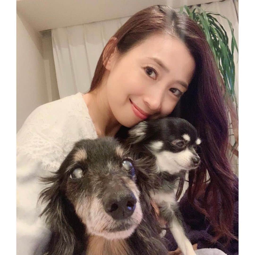 中野公美子さんのインスタグラム写真 - (中野公美子Instagram)「2020年もありがとうございました✨  今年は、20年一緒だった愛するオリオンがお星様になったり、 世の中も大変だったり、色々ありました。 そんな時でも、 いつも周りの方々にとても助けて頂きました！ SNSに皆様からのコメントも心温まります。 本当に皆様に心から感謝です🙏✨ 私も恩返しが出来ますように！  皆様、良いお年をお迎えくださいね✨  2021年もよろしくお願い致します！  2枚目は、2年前のオリオンとルーナと一緒の💕  #大晦日 #皆様に感謝 #良いお年を」12月31日 23時24分 - kumikorion
