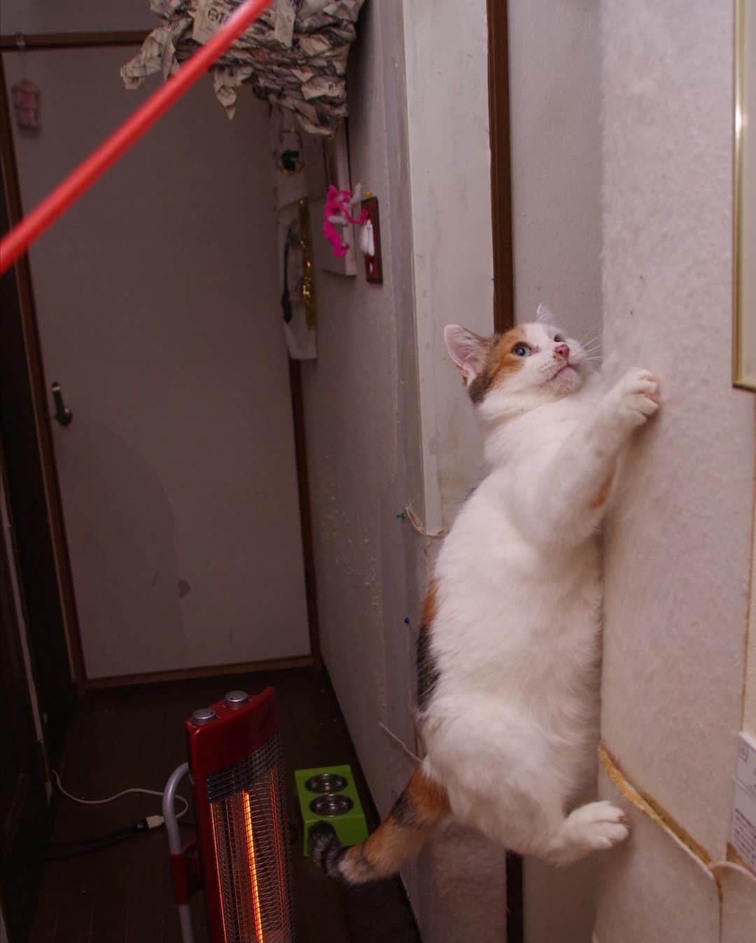 Kachimo Yoshimatsuさんのインスタグラム写真 - (Kachimo YoshimatsuInstagram)「ミケ子が登った！ #うちの猫ら #mikeko #猫 #ねこ #cat #ネコ #catstagram #ネコ部 http://kachimo.exblog.jp」12月31日 23時25分 - kachimo