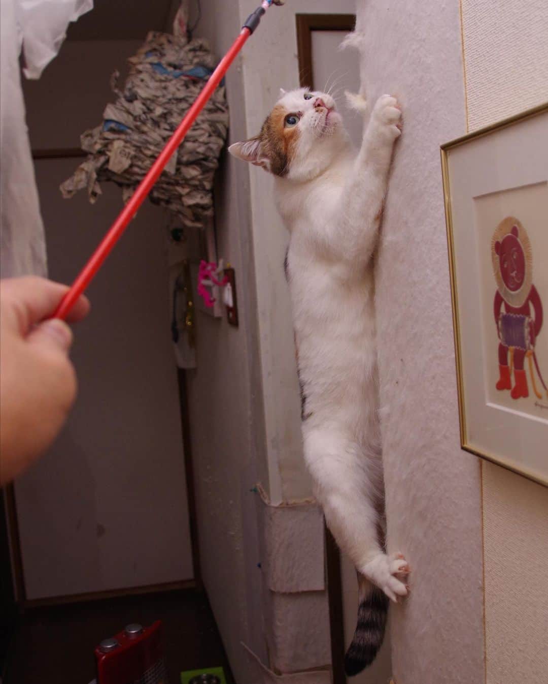 Kachimo Yoshimatsuさんのインスタグラム写真 - (Kachimo YoshimatsuInstagram)「ミケ子が登った！ #うちの猫ら #mikeko #猫 #ねこ #cat #ネコ #catstagram #ネコ部 http://kachimo.exblog.jp」12月31日 23時25分 - kachimo