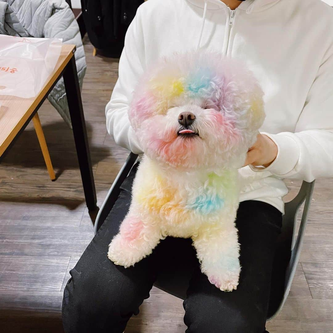 スヒョンさんのインスタグラム写真 - (スヒョンInstagram)「♥ 🐶 : 엄마 대신 연말 인사 드려요 ! 코로나 때문에 더 지치고 힘들었던 2020년 마무리 잘 하시고 이 글 보시는 모든 이모, 삼촌들이 💰 2021년엔 더 더욱 복 넘치고 무병장수 하시길 기도해요 이모, 삼촌들 복 많이 받으세요 - 장숑 올림 - ⠀⠀⠀⠀⠀⠀⠀⠀⠀⠀⠀⠀⠀⠀⠀ ﹆ #루체테포토 염색이 아니라 옥수수전분가루와 식용색소로 만들어진 친환경 컬러 파우더입니다 💪🏻👧🏻🤳🏻 #𝑱𝒂𝒏𝒈𝒔𝒖𝒉𝒚𝒖𝒏_장숑」12月31日 23時26分 - jshs2