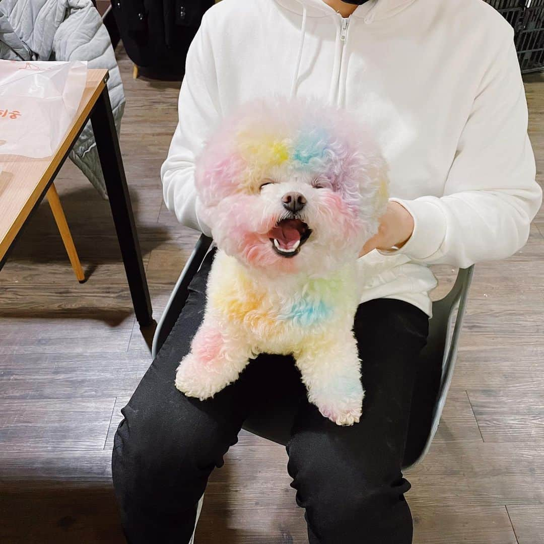 スヒョンさんのインスタグラム写真 - (スヒョンInstagram)「♥ 🐶 : 엄마 대신 연말 인사 드려요 ! 코로나 때문에 더 지치고 힘들었던 2020년 마무리 잘 하시고 이 글 보시는 모든 이모, 삼촌들이 💰 2021년엔 더 더욱 복 넘치고 무병장수 하시길 기도해요 이모, 삼촌들 복 많이 받으세요 - 장숑 올림 - ⠀⠀⠀⠀⠀⠀⠀⠀⠀⠀⠀⠀⠀⠀⠀ ﹆ #루체테포토 염색이 아니라 옥수수전분가루와 식용색소로 만들어진 친환경 컬러 파우더입니다 💪🏻👧🏻🤳🏻 #𝑱𝒂𝒏𝒈𝒔𝒖𝒉𝒚𝒖𝒏_장숑」12月31日 23時26分 - jshs2