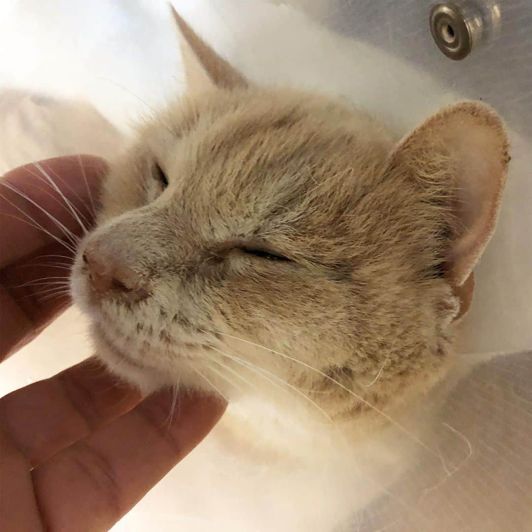 ホタテ＆クラム＆シラスのインスタグラム：「2020/12/30, my New family "Mutsuki" , He lost his left hind leg. But He will continue to live well.」