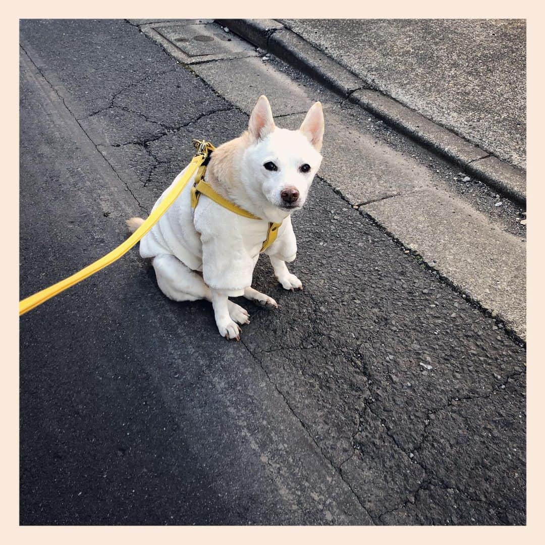 パンといっぴきのインスタグラム：「2021年もよろしくお願いもうしあげます🐕🐈🐈✨  #元保護犬 #雑種犬 #crossbreed #mixdog #キップル14歳」