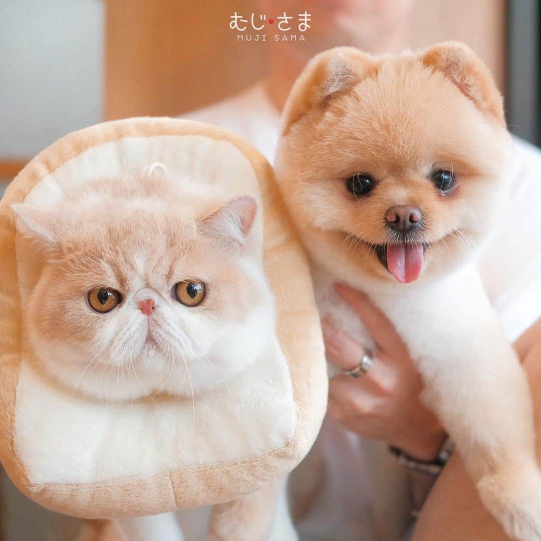 むじさまのインスタグラム