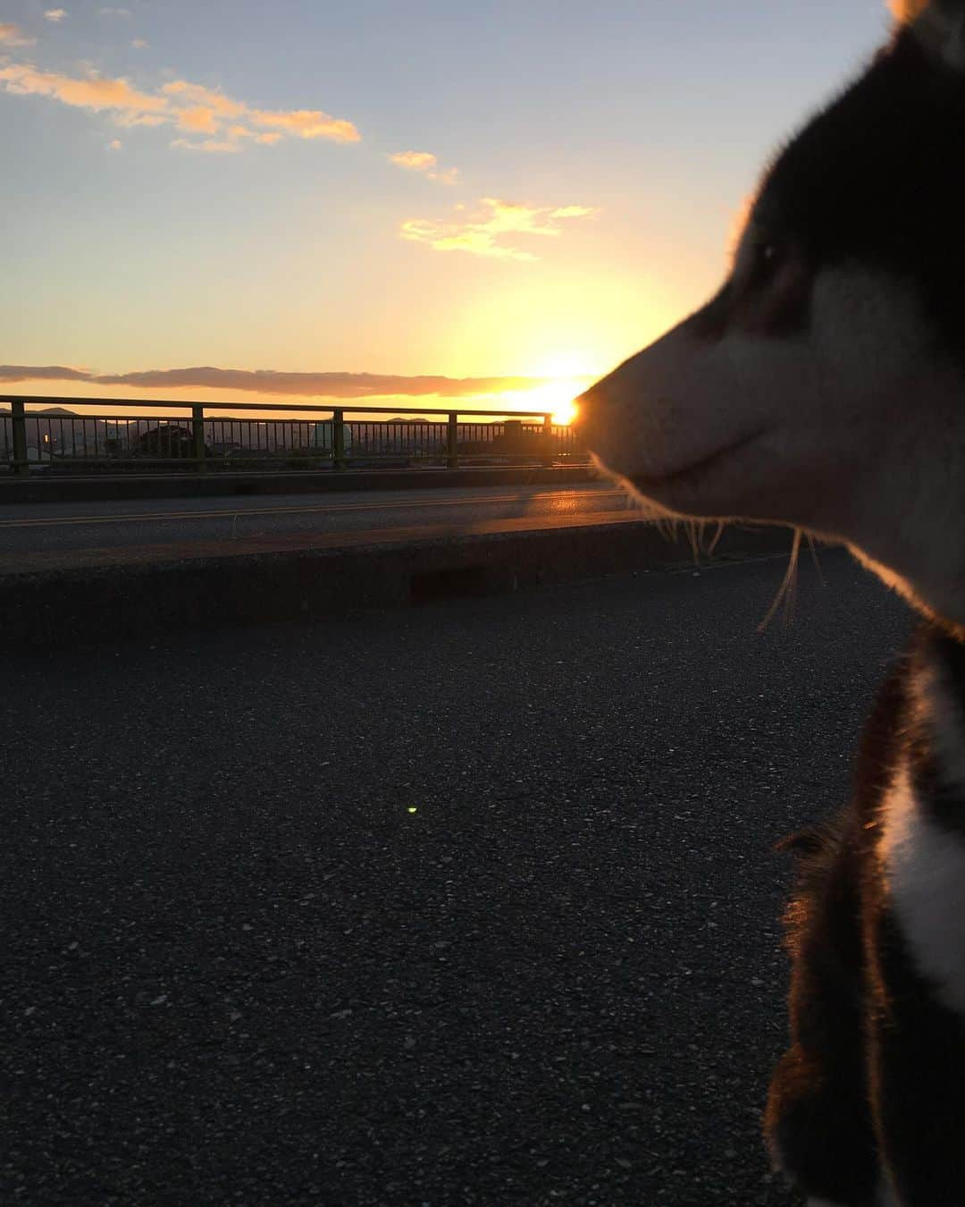 しんたさんのインスタグラム写真 - (しんたInstagram)「あけましておめでとうございます🌅 ・ 今年も初日の出が見られました😊 ・ マロンさん、寒い中お付き合いいただきありがとうございました♪ ・ 今年もよろしくお願いいたします🤲 ・ #わんだふるjapan#犬バカ部#いぬら部#わんこ#マロン#犬のいる暮らし#柴犬#黒柴#日本犬#初日の出#とよがわ#元旦#2021」1月1日 9時18分 - shinta67