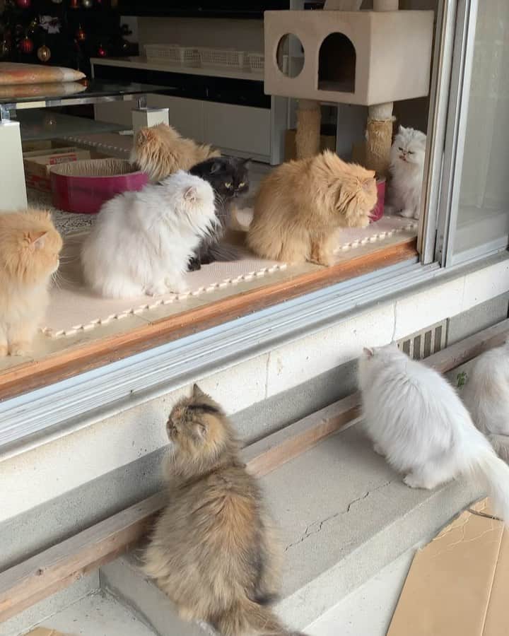 のインスタグラム：「Jan 1, 2021 Happy new year from our floofy family 🥂😅🎉 thankyou for all the love ❤️ #happytummy #cat #cats #cats_of_instagram #weeklyfluff #coicommunity」