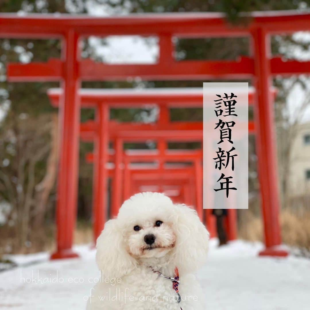 hokkaidoecoさんのインスタグラム写真 - (hokkaidoecoInstagram)「朝日のついでにお正月っぽく🎍🌅🎍 皆様にとっていい年になりますように✨  #北海道エコ  #動物  #専門学校 #トイプードル #ゆきお #雪男 #いぬすたぐらむ  #ふわもこ部  #いぬら部  #神社 #鳥居 #札幌伏見稲荷神社」1月1日 9時34分 - hokkaidoeco