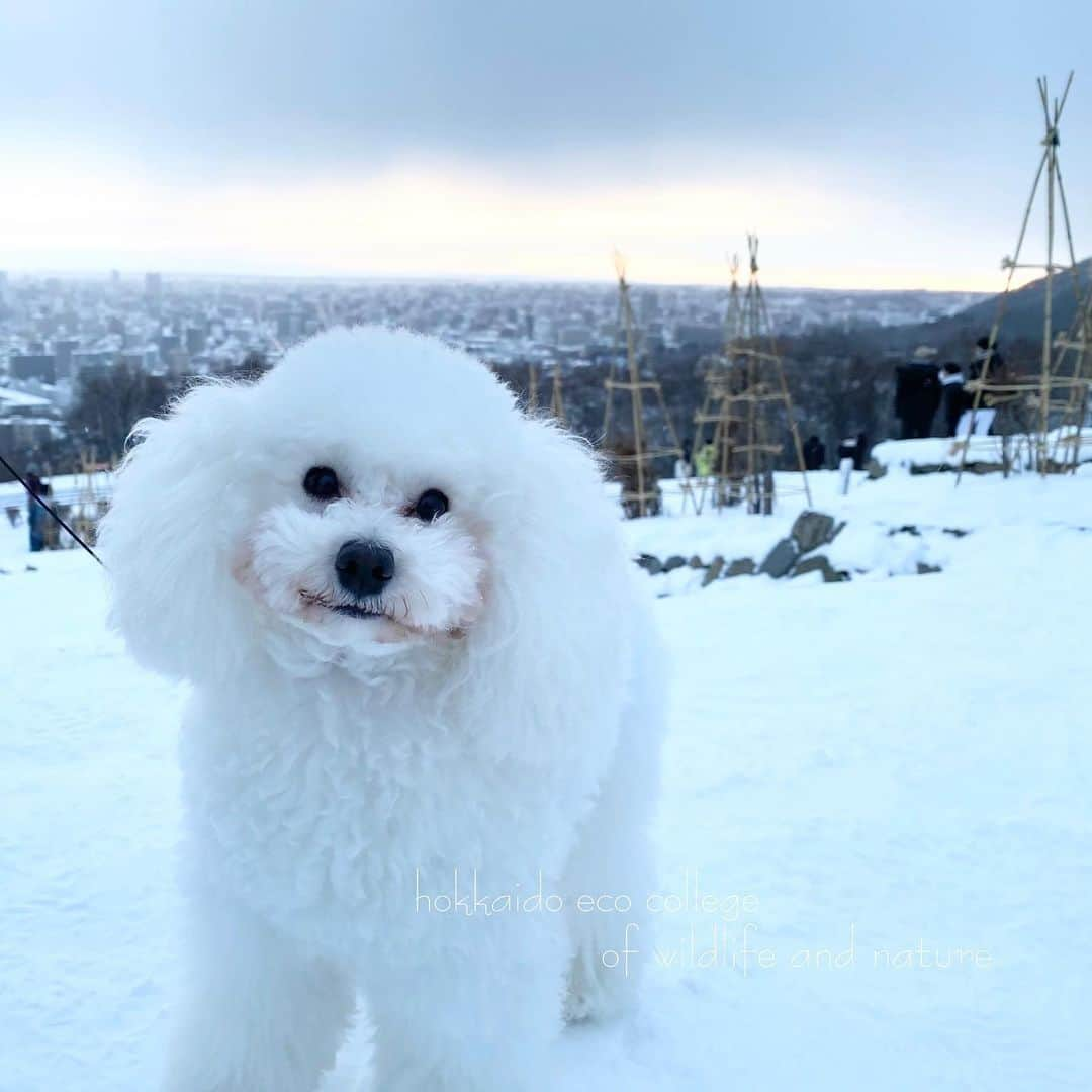 hokkaidoecoさんのインスタグラム写真 - (hokkaidoecoInstagram)「｡⋆☃️*ᴴᴬᴾᴾᵞ ᴺᴱᵂ ᵞᴱᴬᴿ*☃⋆｡  #北海道エコ  #動物  #専門学校 #トイプードル #ゆきお #雪男 #いぬすたぐらむ  #ふわもこ部  #いぬら部  #正真正銘 #2021年 #1月1日 #朝7時 #朝日を見に来た #けど #山で隠れてみえない #あと #曇ってる #少し見れたので #よしとしよう」1月1日 9時29分 - hokkaidoeco