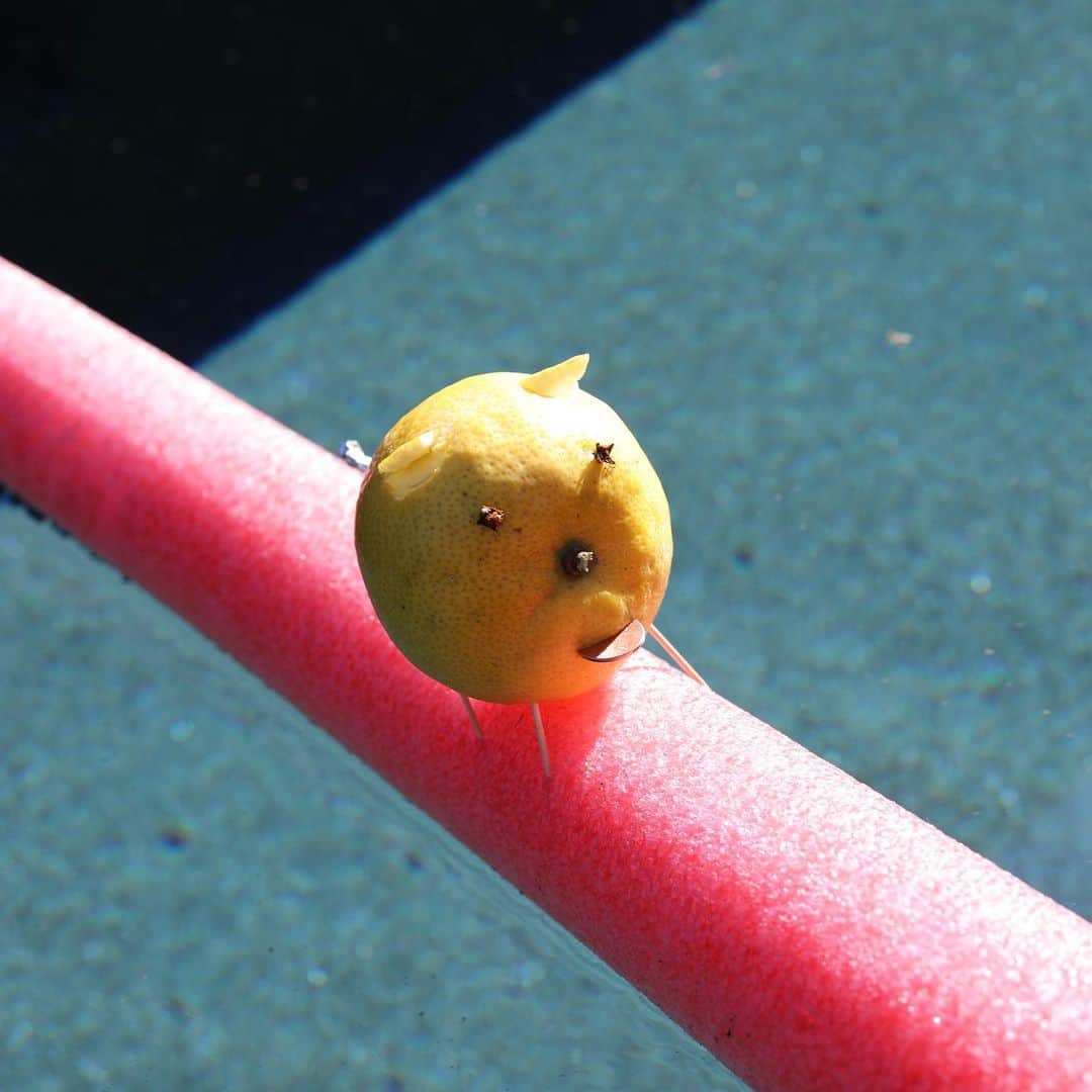 レスリー・フェラさんのインスタグラム写真 - (レスリー・フェラInstagram)「Fun in the sun with Lucky Lemon Pig!  . . . #LuckyLemonPigAdventures #naughty🍋🐷 #lemonpigsinsta #lucky2021 #sayonara2020」1月1日 9時35分 - mslesleyfera