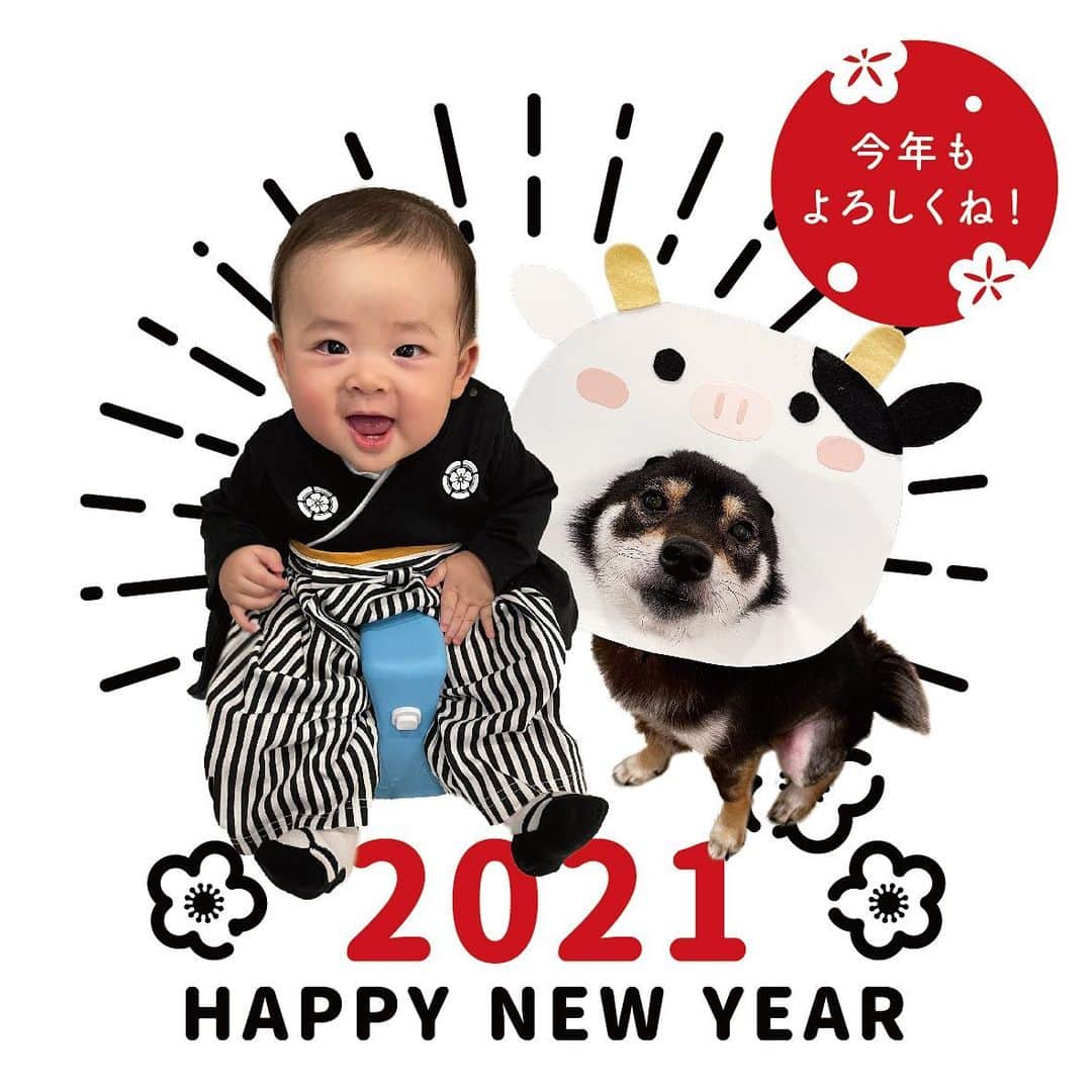 まめ丸のインスタグラム：「* * あけましておめでとー🐶💓 ことしもよろしくおねがいします🎍✨ 2021年はステキなお兄ちゃんめざすぞー🐶💪 * ぼくの公式LINEができたの🐶❣️ あとでちゃんとお知らせするねー🐶💓 プロフィールにURLおいとくね。 *  HAPPY NEW YEAR❗️ I hope all of you have a wonderful new year🐶💓 * #顔デカうしさん🐮 #まめ丸お正月 🎍 * #柴犬#豆柴#柴#黒柴#犬#ふわもこ部#shiba#shibainu#shibastagram#shibadog#shibe#puppy#instadog#dogstagram#dog#pet#petstagram#adorable#kawaii#cute#cutedog#worldofcutepets#dailyfluff#weeklyfluff#happynewyear#まめ丸とちび丸#お正月#はめ丸」