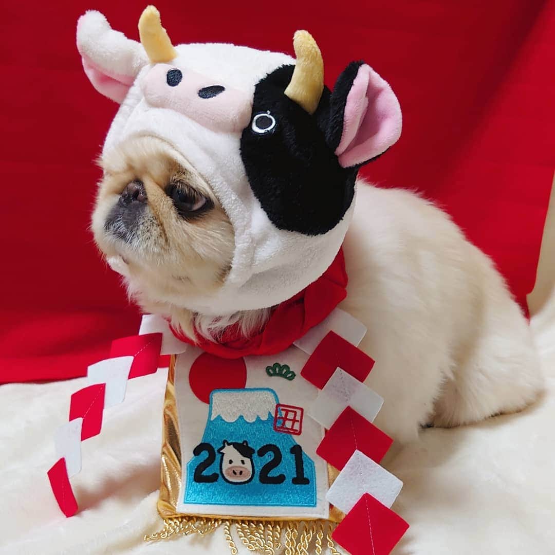 Kukkaのインスタグラム：「あけしくー」
