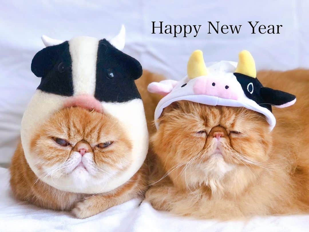 女将さんのインスタグラム写真 - (女将Instagram)「2021.1.1 元旦  明けましておめでとうございます  本年もどうぞよろしくお願いします！  #きな粉餅部屋」1月1日 10時10分 - kinako_mochicat