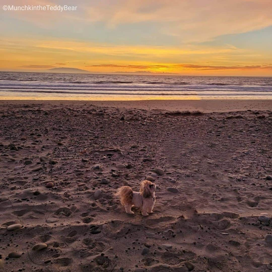 Original Teddy Bear Dogさんのインスタグラム写真 - (Original Teddy Bear DogInstagram)「Happy New Year! 🎉🥂 To a better year ahead with more love, hugs, kindness, family, friends, peace, unity, health, and happiness for everyone ❤️🤗🐶🐾💞 #bye2020」1月1日 10時13分 - munchkintheteddybear