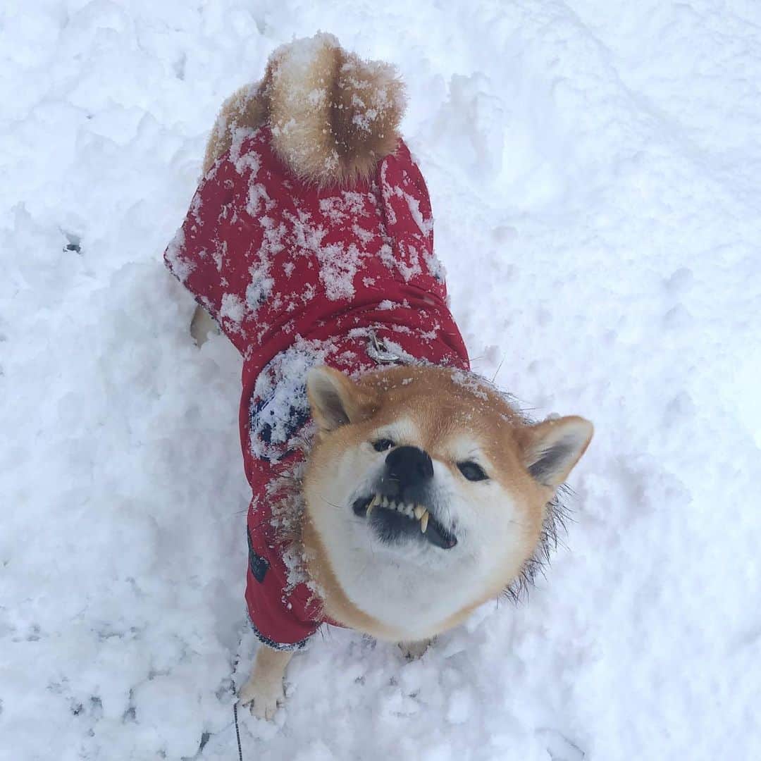 マロたんのインスタグラム：「Happy New Year 2021❄️ あけましておめでとうございーのいーの顔 今年もよろしくお願いします #あけおめことよろ  #shiba #shibainu #weeklyfluff」