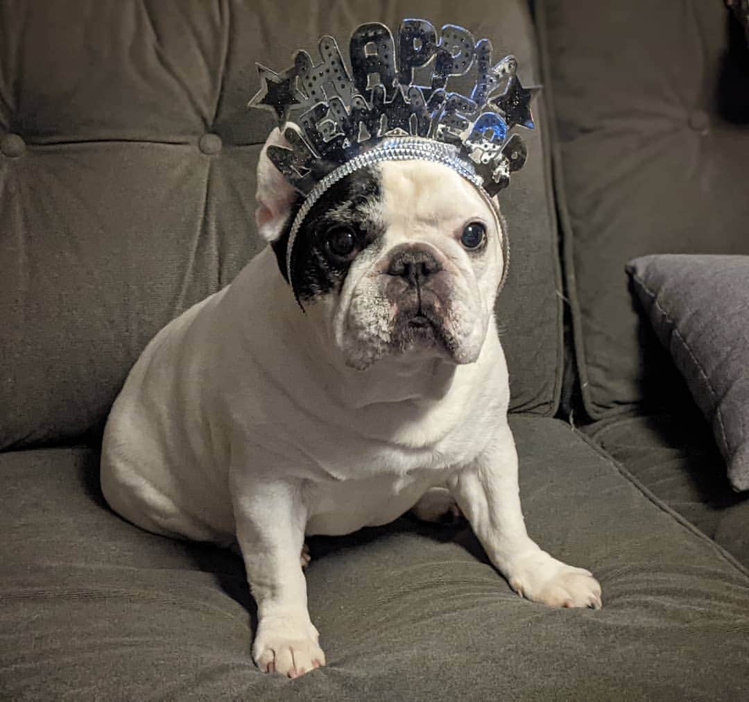 Manny The Frenchieさんのインスタグラム写真 - (Manny The FrenchieInstagram)「Cautiously optimistic for 2021! Happy New Years Eve everyone.  #goodbye2020」1月1日 10時16分 - manny_the_frenchie
