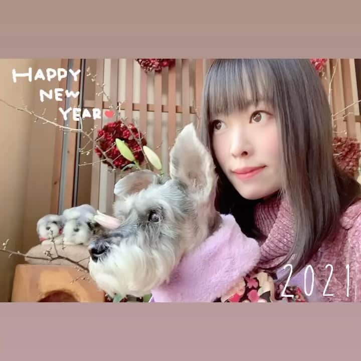 紀伊さつきのインスタグラム：「あけまして、おめでとうございます。  2020年はなんだか コロナでもそれ以外でも へんに気持ちがつかれた年でした。  2021年、今年は前向きに！前向きにー！ 適度に気を遣わず、適度に力を抜いて 未来をしっかり見て進んでいきたいです👀 （未来を見ている図）  初夢？は、何かめちゃくちゃ闘ってました。 でも安心してください。 わたし、サイヤ人くらい強かったです💃  皆様どうぞ、本年もよろしくお願いいたします🙇‍♀️  ・ ・  #新年 #2021 #年賀状 もどき #あけましておめでとうございます #ミニチュアシュナウザー #シュナウザー #シニア犬 #犬のいる暮らし #いぬすたぐらむ  #dog #doggo #doggy #schnauzer #miniatureschnauzer #minischnauzer」