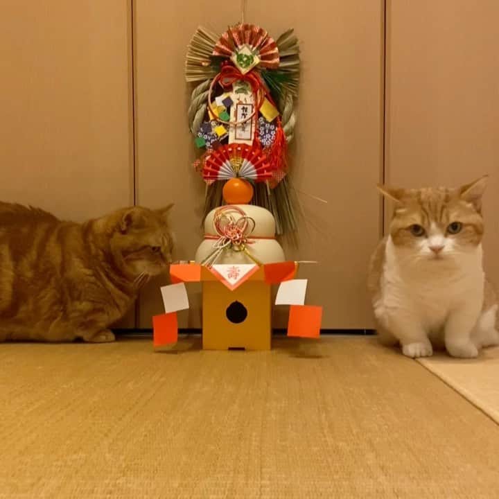 茶太郎 & きなこのインスタグラム：「2021年🐾 新年✨明けましておめでとうございますにゃ🎍🌅🎍 今年も短足兄妹を🐾どうぞ宜しくお願いしますにゃ😽 皆様💖すごい仲良くして下さいにゃ💕  Happy New Year✨🌅✨ I hope that it will be a good year to everyone. Please make friends this year😽  #ちょっとお兄ちゃん新年のご挨拶ちゃんとしてにゃ #今年もたくさん癒しちゃうにゃりよ #マンチカン#猫#munchkin #cat#catstagram #amazing#ねこ#茶トラ#短足#catsofinstagram#excellent_cats#9gag#cats_of_world_#instacat_meows#bestcats_oftheworld#catsofig#instacat#cats_of_instagram」