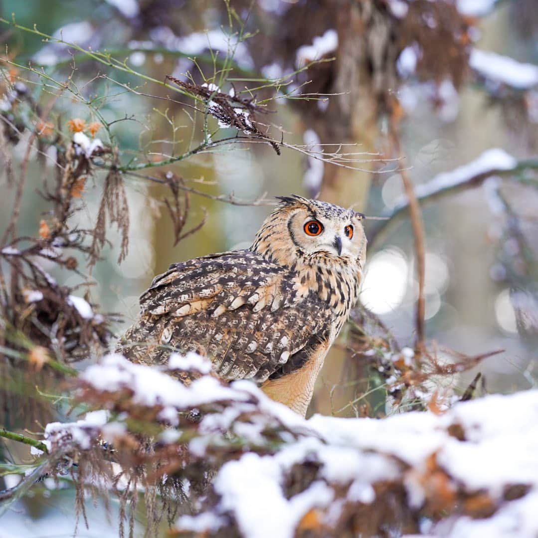 GEN3 Owlのインスタグラム：「明けましておめでとうございます。 本年もよろしくお願いします。 ガルーと一緒に森に遊びにきました。  Happy New Year! I hung out with Garu in the forest.  #owl #owlgaru」