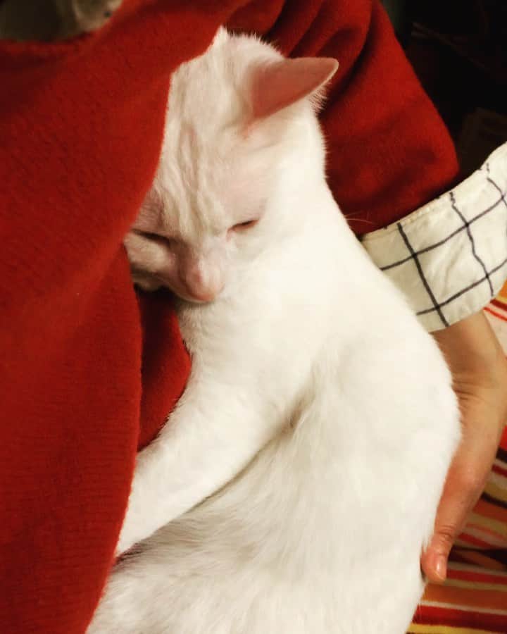岡田屋鉄蔵のインスタグラム：「見事に紅白。コイツぁ春から縁起が良いわえ。」