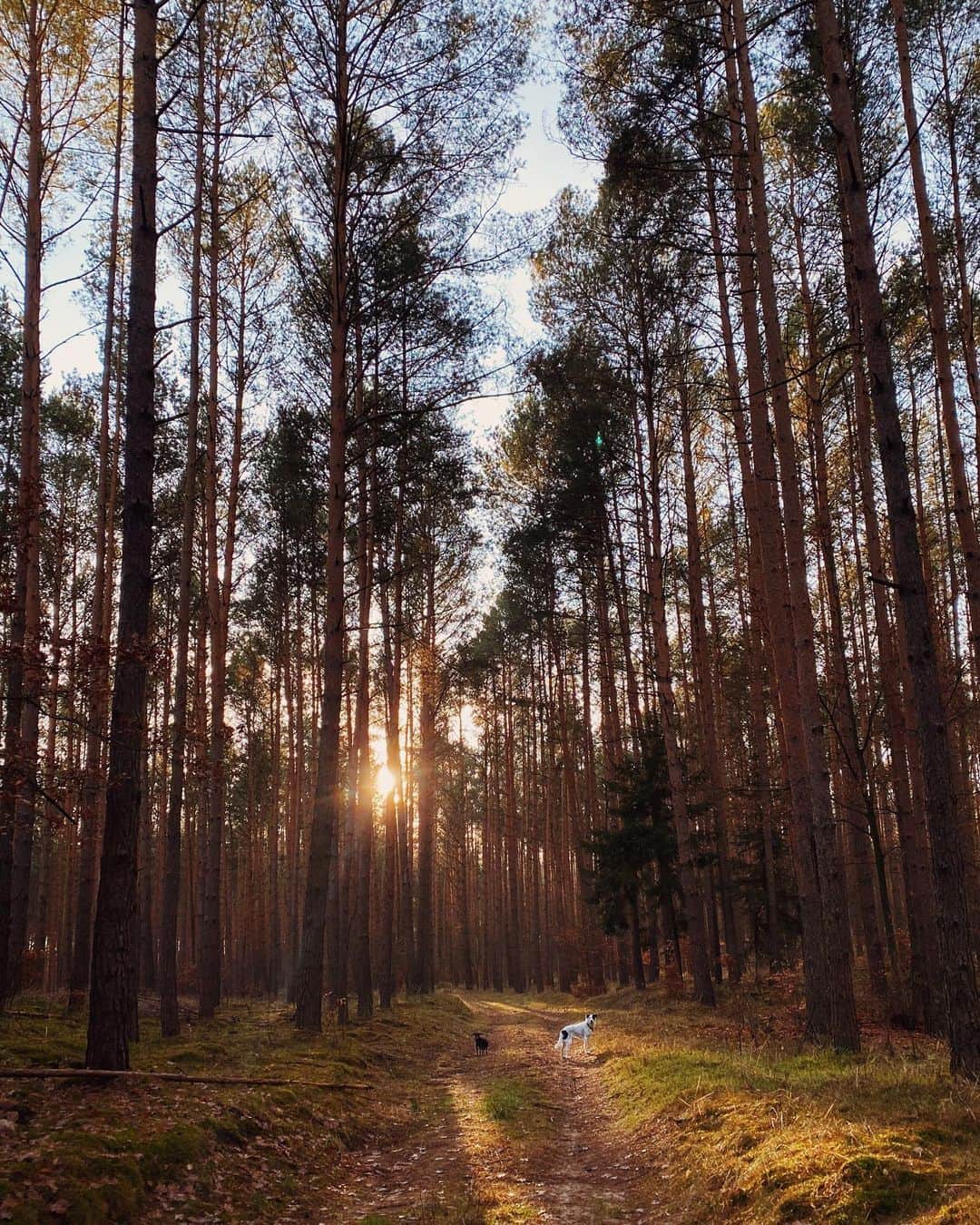 STIL IN BERLINのインスタグラム：「Week of Walks Day 4 - today led us further away from Berlin, after a one hour drive we reached the so called Märkische Schweiz. Germans have a thing with calling anything resembling a hilly landscape a “such and such Schweiz”. We had wonderful weather and met almost no one. If you’re wondering how I find my way around these forests - get the app “footpath”, it’s an excellent map for paths.」