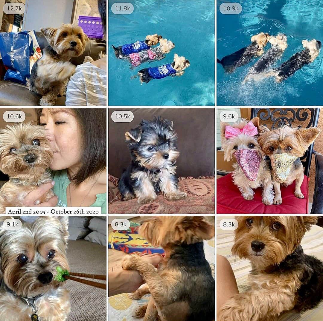 さんのインスタグラム写真 - (Instagram)「Here are our top 9 pics of 2020! 🤩♥️🥳 Thank you so much to all our friends and followers for your love, support, likes and comments! ♥️🙏🏼🥰 We love you all and we wish you all an amazing 2021! ♥️🙏🏼🥰❌⭕️🙋🏻‍♀️ #Top9Of2020 #ByeBye2020 #HappyNewYear2021」1月1日 2時44分 - happyyorkiefamily