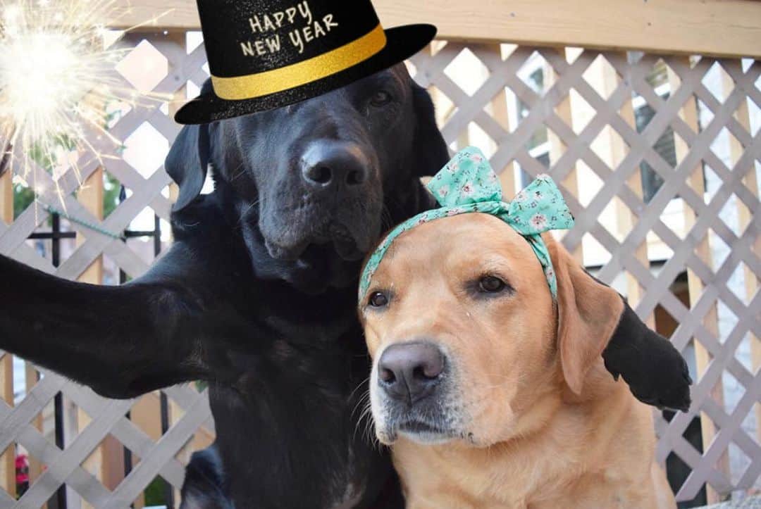 Jake And Gingerのインスタグラム：「Happy and Healthy New Year!! #newyear #newyearseve #dogs #labradorretriever #labsofinstagram #petsofinstagram #happynewyear #2021 #talesofalab #tailsofalab #dogslife #marriedlife #marriedtomybestfriend #foryou」