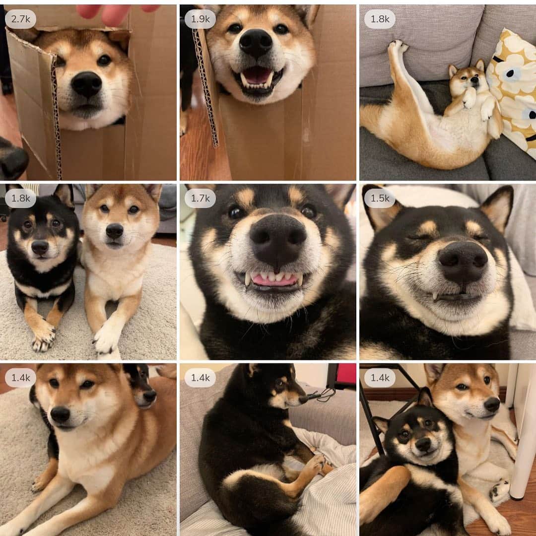 ?Fricko the Shiba Inu?のインスタグラム：「Top 9 of 2020! Thanks for all the love and likes in 2020🥺😘Hope every human and animal are safe and healthy in 2021!!♥️🎁😘  🐾 🐾 #FrickoandKeaton #🐕 #☀️ #shiba #shibainu #dog #柴犬 #赤柴 #黒柴  #adorable #shibalove #shibaholics  #dogoftheday  #weeklyfluff #aww #dogstagram  #dogscorner #puppiesofinstagram #shibapuppy #shibastagram」