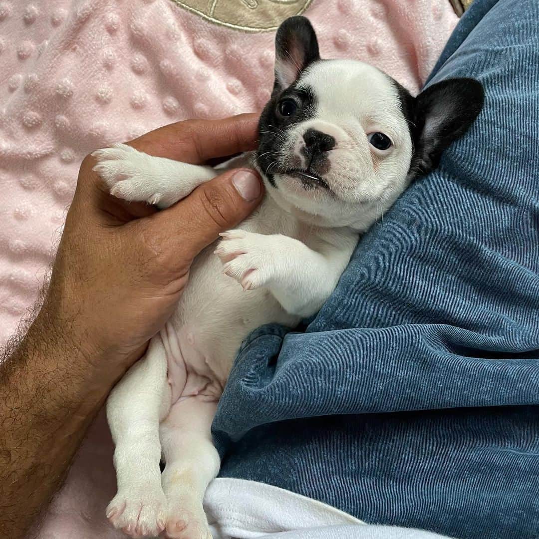 Regeneratti&Oliveira Kennelのインスタグラム：「So cute 🥰」