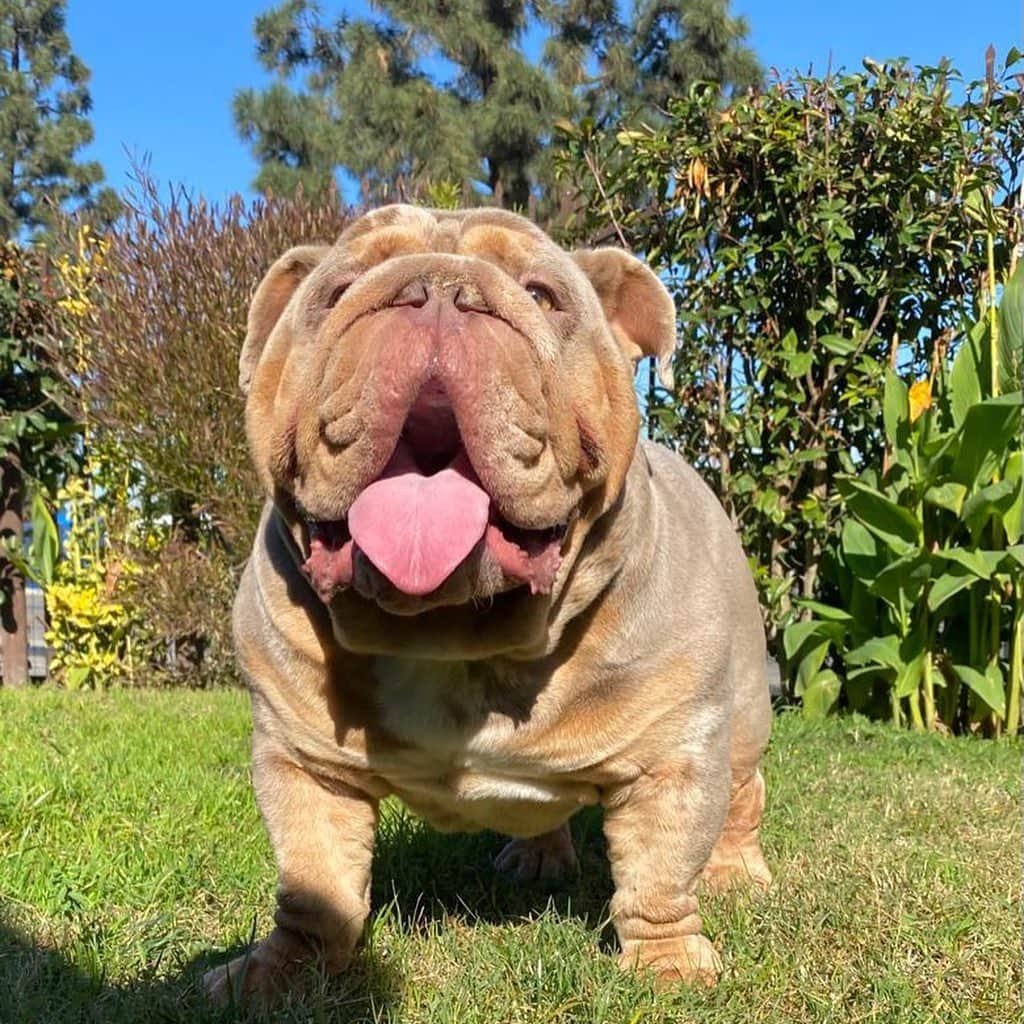 Oprahnbooさんのインスタグラム写真 - (OprahnbooInstagram)「Cannabis  #englishbulldog #lilacmerle #dogoftheday #dogsofinstagram #dogsofinsta #dogslife #doglovers #dog  #dogmom #dogoftheworld #tag #share」1月1日 3時22分 - smokemboo