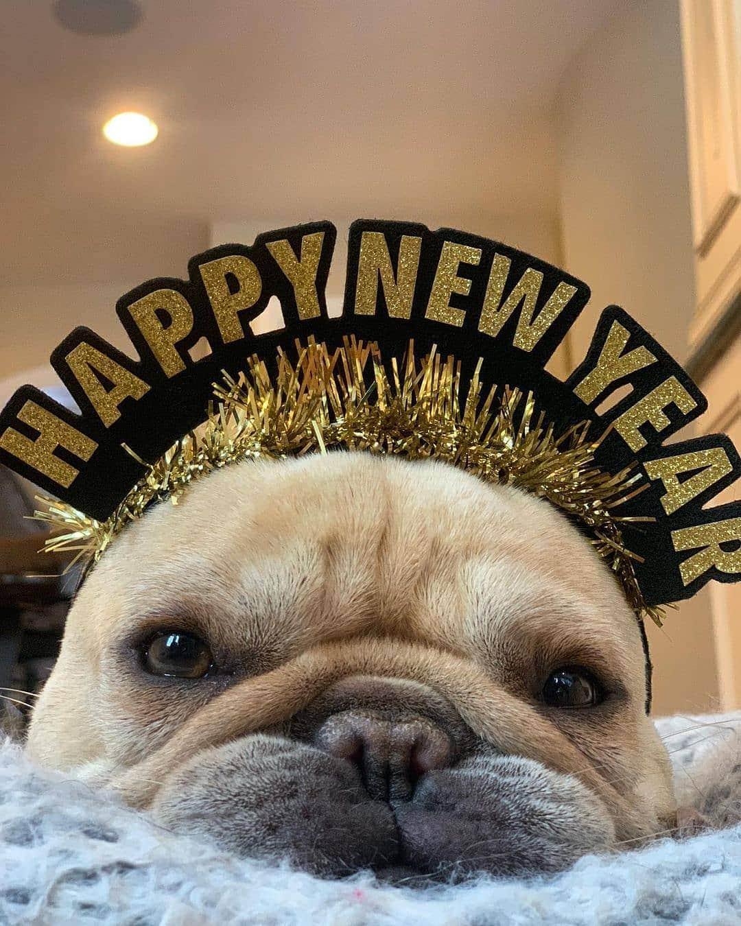 French Bulldogさんのインスタグラム写真 - (French BulldogInstagram)「✨ Hekk U 2020 ✨ But for realz, the best thing about 2020 was all the time we got to spend with our pups! We can’t wait to see all the GOOD 2021 has in store for us! 😊 @sirhamiltonpierre . . . . . #frenchie #frenchies #frenchies1 #frenchiepuppy #frenchiesofinstagram #frenchbulldog #frenchbulldogs #frenchbulldogpuppy #frenchbulldogsofinstagram #fralla #fransebulldog #franskbulldog #französischebulldogge #flatnosedogsociety #bulldogfrances #bouledogue #bouledoguefrancais #batpig #buhi #frogdog #squishyface #squishyfacecrew #redfawn #フレンチブルドッグ #フレンチブルドッグ #フレブル #ワンコ」1月1日 3時51分 - frenchie.world