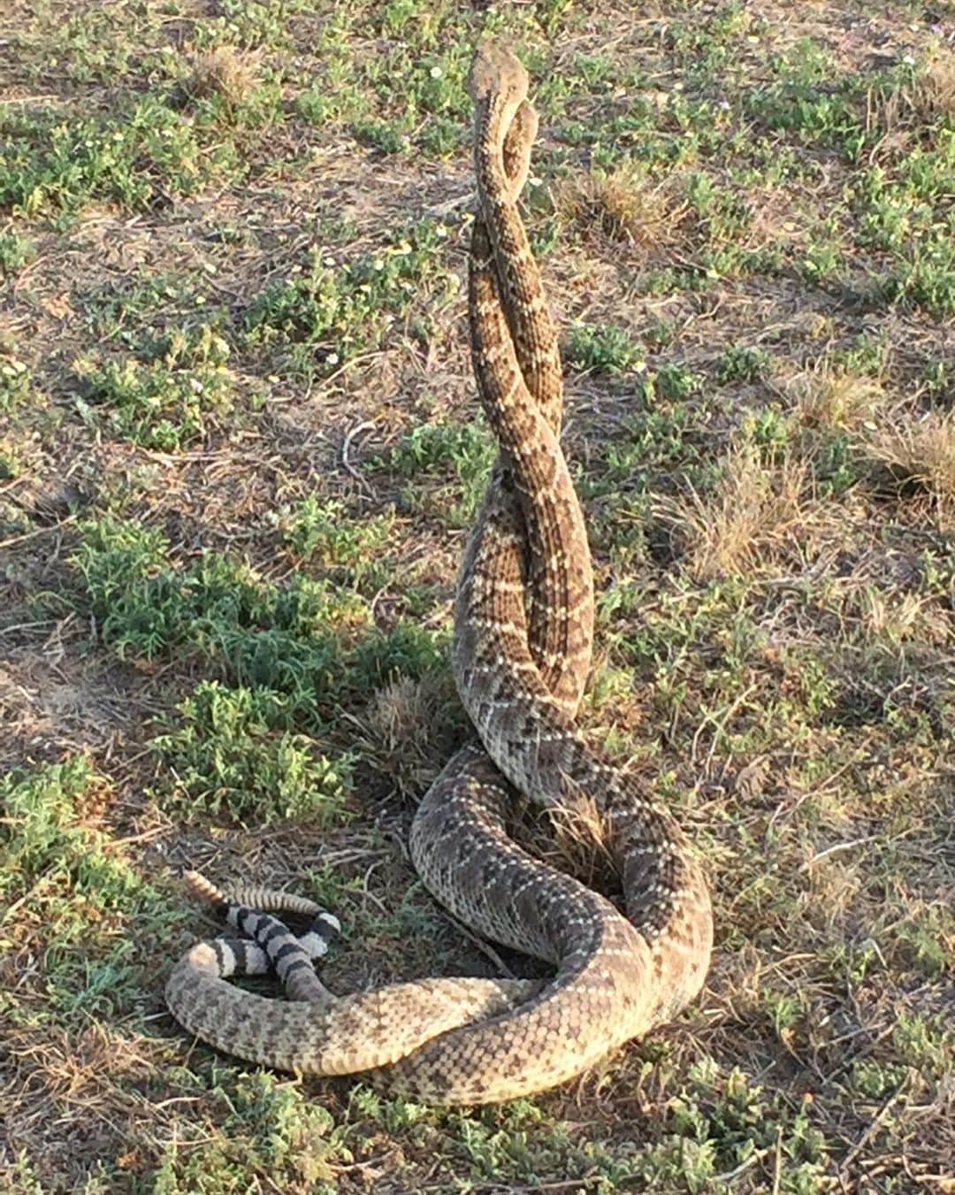 ストーン・コールド・スティーブ・オースチンのインスタグラム：「Couple of Rattlesnakes at the Broken Skull Ranch back in the day. #tbt #texas」