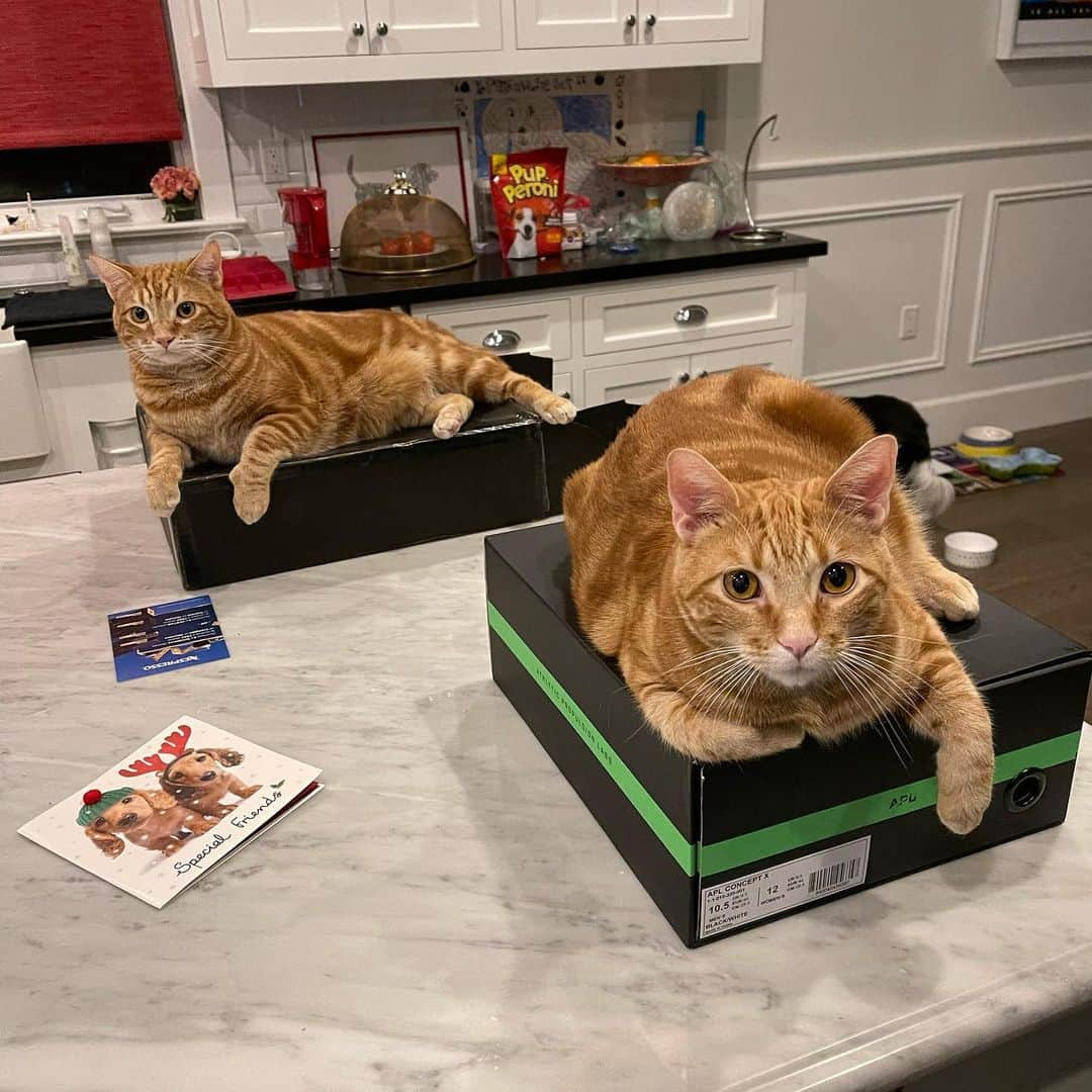 ギーザー・バトラーさんのインスタグラム写真 - (ギーザー・バトラーInstagram)「So much for their new beds they got for Christmas. #shoebox #biz #wiz」1月1日 4時32分 - geezerbutler