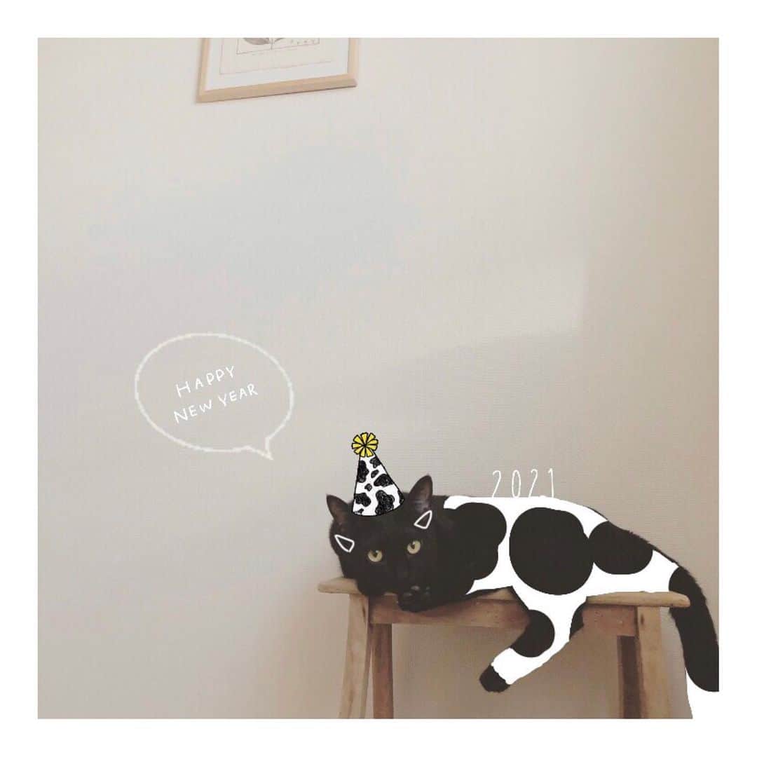 こむぎのインスタグラム：「* あけましておめでとにゃ🎍 今年はこの柄が流行りって聞いたにゃ😸 今年もtomoや里親募集中の仲間たちのことをよろちくお願いしますにゃ🐄 #happynewyear #丑年 #ごま味牛 #保護猫 #里親募集 #スマホでフリーハンドではこれが精一杯だたよ〜😹」