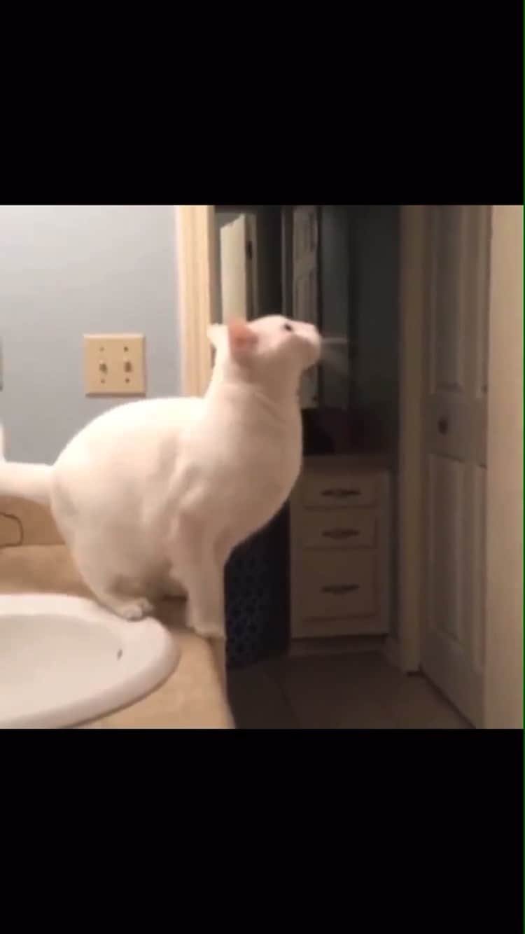 The Cats Of Instagramのインスタグラム：「“Jumping into the new year like...." - @laurenschill_  One of my favourite videos from 3 years ago!」