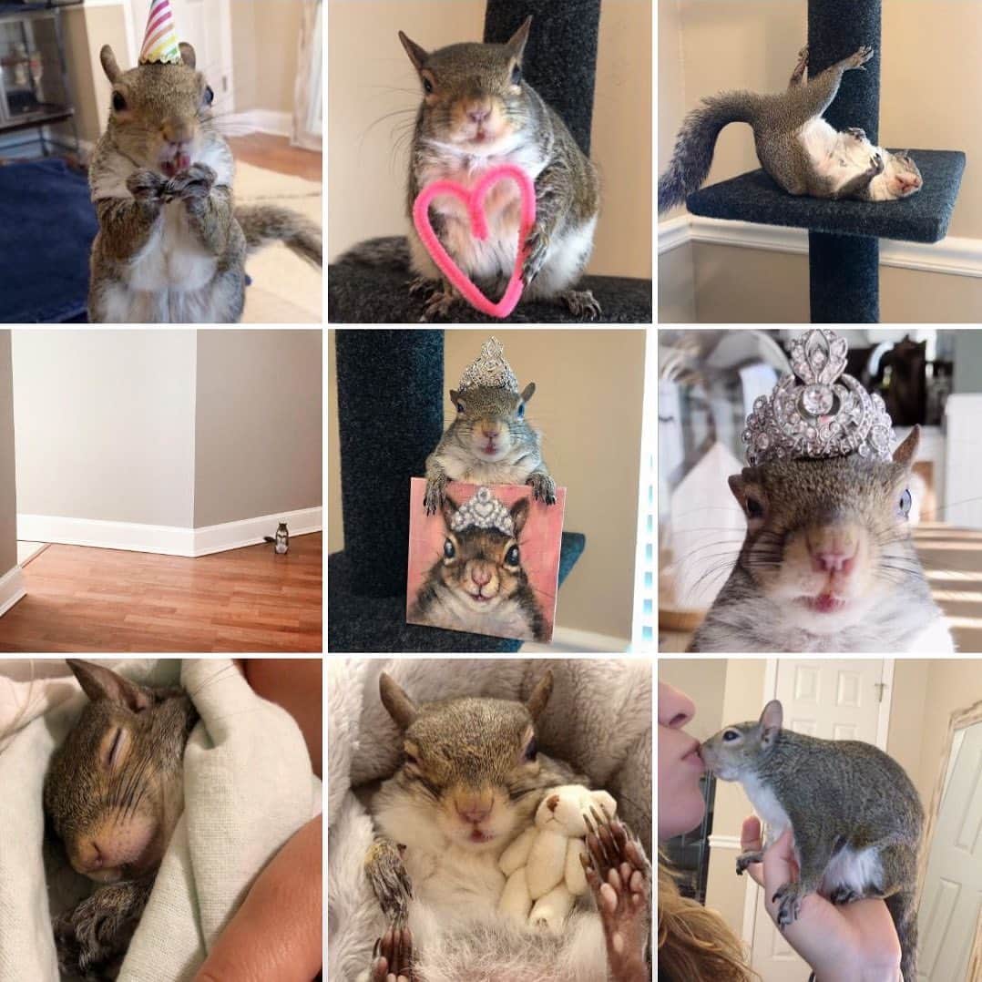 Jillのインスタグラム：「Jill’s Top 9 of 2020. I think I say this every year, but here’s to more crowns in 2021. 👑⁣ ⁣ ⁣ ⁣ ⁣ #petsquirrel #squirrel #squirrels #squirrellove #squirrellife #squirrelsofig #squirrelsofinstagram #easterngreysquirrel #easterngraysquirrel #ilovesquirrels #petsofinstagram #jillthesquirrel #thisgirlisasquirrel」