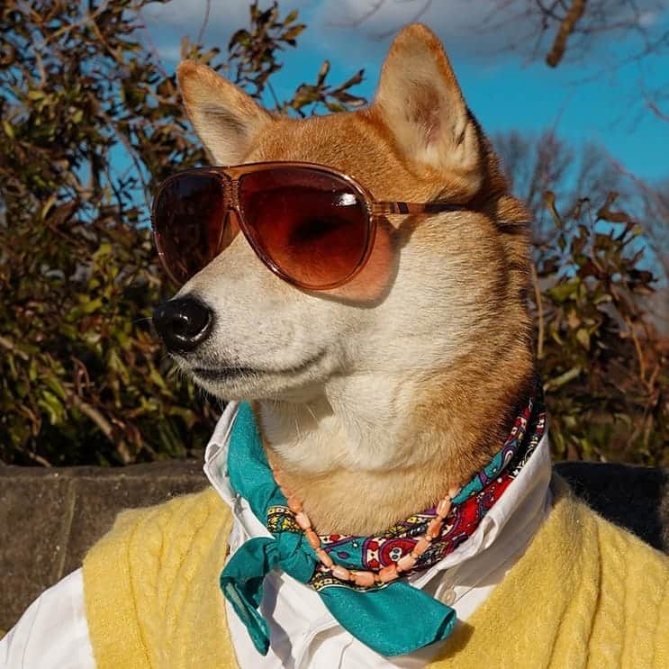 Menswear Dogのインスタグラム：「New Year, New Vibes 😎  Vote 1,2,3 or 4 to set your vibe for a brand new #2021   1. Woke Warrior 2. Unproblematic King / Queen  3. Thoughtful Stoic  4. Unwavering Optimist   Have a spectacular new year, everyone! 🍾✨🎉」